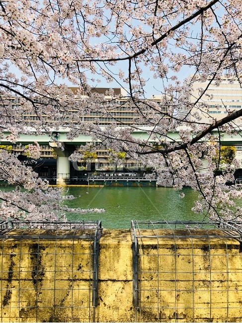 벚꽃,풍경,따뜻함,배경,강,봄,계절,spring,season,flower,꽃,cherry blossom,plant,식물,blossom