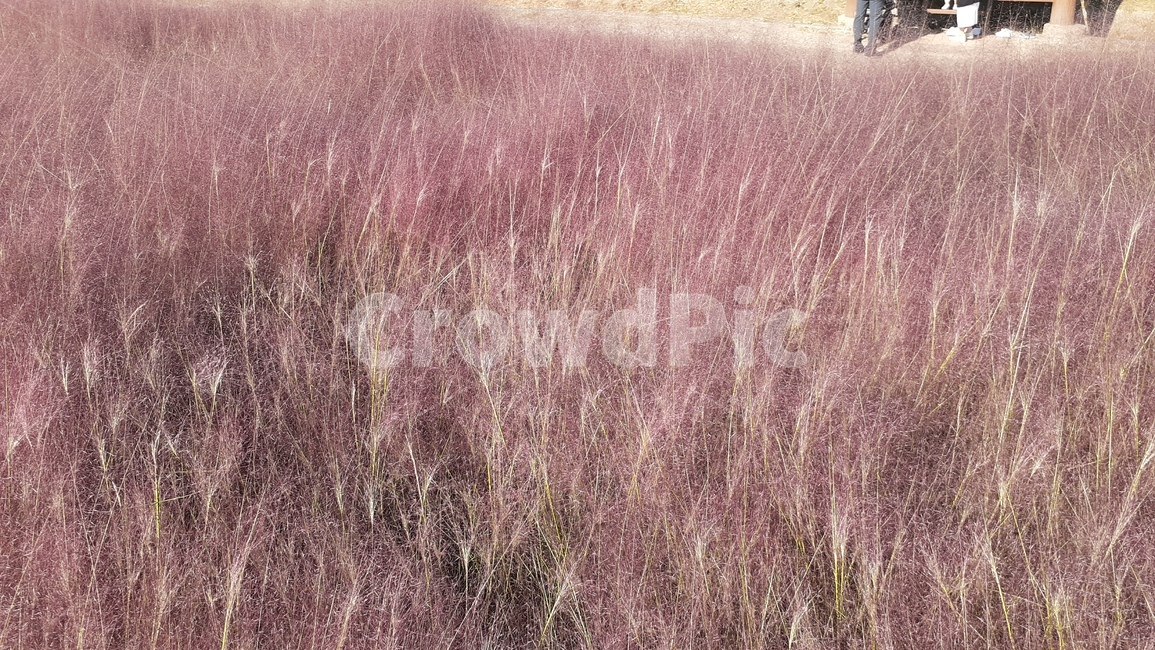 식물,plant,핑크뮬리,분홍색쥐꼬리새,하늘공원핑크뮬리,분홍색