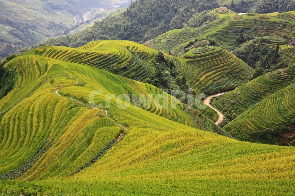 field,들,outdoors,옥외,nature,자연,landscape,경치,scenery,풍경,weather,날씨,중국,계림,용척다랭이논,다락논,농경지,농업,농사,경작,다랭이논,농업,농사,agriculture,farming,farming industry