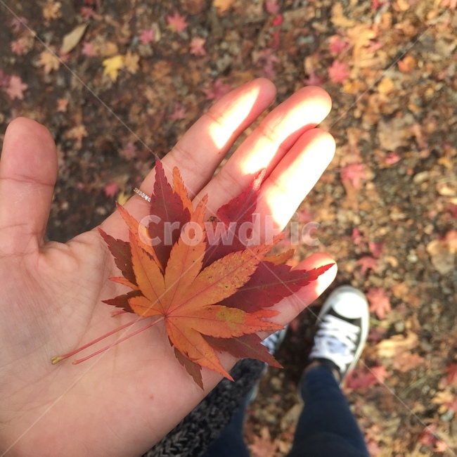가을,단풍,단풍잎,계절,가을색,단풍나무,낙엽,leaf,운동화,구두,신발류,clothing,잎,tree,나무,사람,person,plant,식물