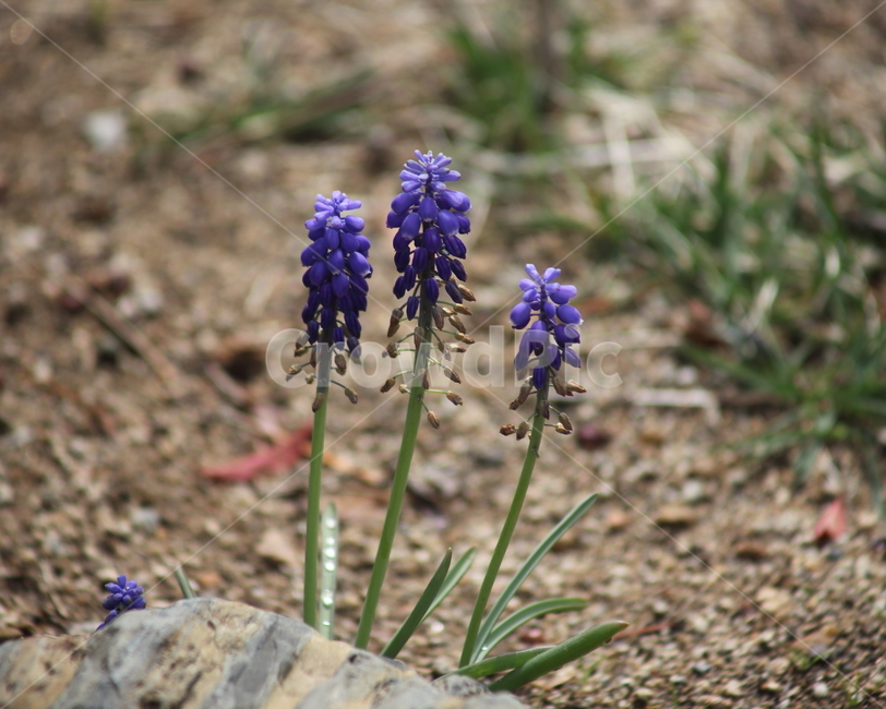 Muscari,Liliaceae,Flower,Spring,Muscaria rmeniacum,Grape Hyacinth
