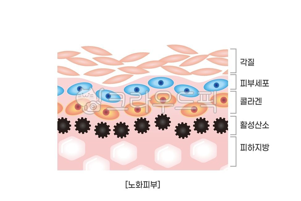 피부,피부층,피부단면,피부조직,피부구조,스킨,케어,관리,자기관리,피부모형,진피층,표피층,세포,표피,진피,조직,각질,피부미용,피부관리,뷰티,스킨케어,피부층단면,피부단면그림,피부단면일러스트,피부구조단면,피부단면도,해부,의료,바이오,피부과학,단면,세포배열,코스메틱,메이크업,미용,skin,care,skincare,skinlayer,cell,medicla,cosmetic,beauty,face,그림,손그림,일러스트,웹소스,디자인소스,illust,illustration,ai