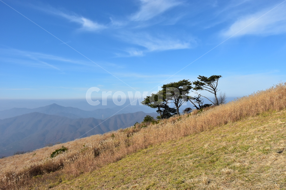 유명산,마유산,억새,가을,풍경,자연,하늘,감성,힐링,아름다운,구름,소나무,명품송,가을,계절,fall,autumn,season,자연,풍경,nature,landscape,outdoors,옥외,savanna,대초원,grassland,목초지,field,들