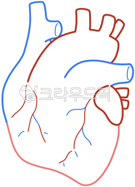 심장, 신체, 신체기관, 심장그림, 심장일러스트, 사진,이미지,일러스트,캘리그라피 - 또람쥐작가