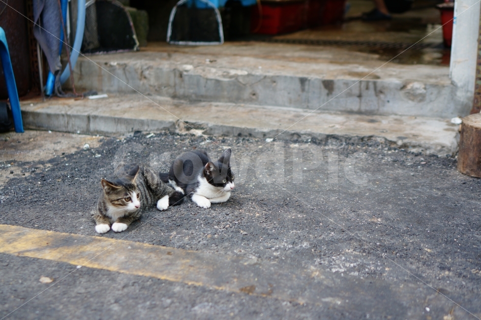 고양이,cat,길고양이,길냥이,냥이,야옹이,동물,생물,포유류,동물,animal,포유류,mammal,고양이,cat,kitten,kitty,친구,우정,friendship,companion