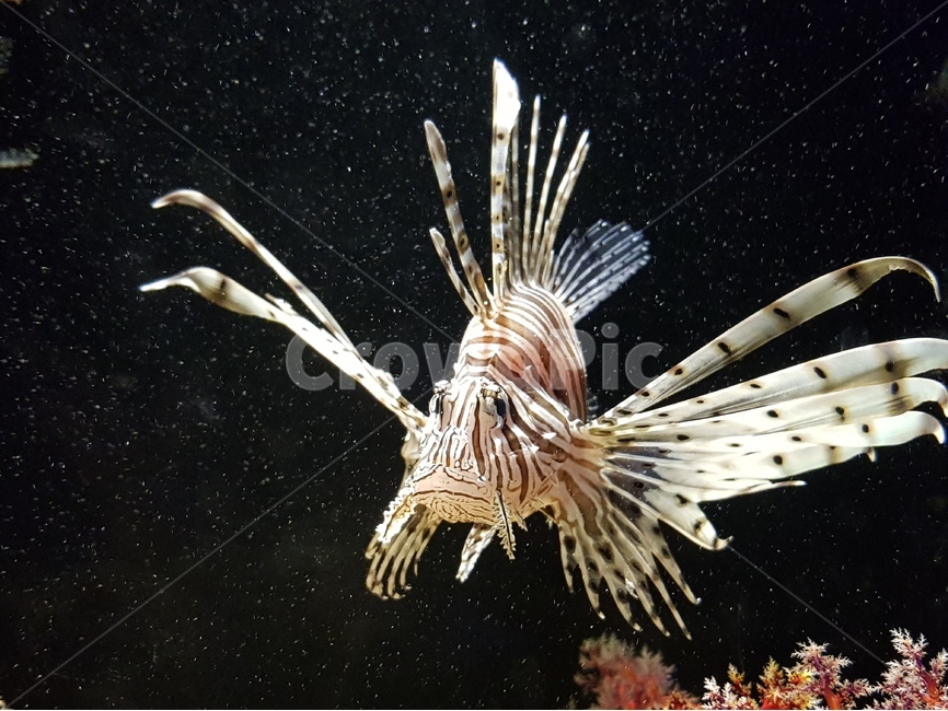 라이언피쉬,피쉬,물고기,라이온피쉬,바다물고기,바다,수족관,예쁜물고기,예쁜피쉬,해수어,사자물고기,다이빙,제주,쏠배감펭이,바다왕자,수중,뷰티피쉬,세부,해양생물,발리,부산,동물,animal,어류,물고기,fish