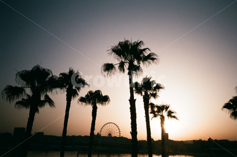 자연,식물,나무,sunset,노을
