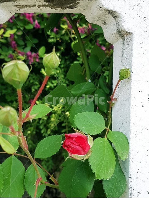 장미,들장미,꽃봉우리,정원,꽃,빨강장미