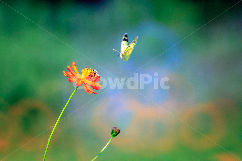 벌,노랑나비,금계국,자연,플라잉샷,식물,자연,plants,nature,꽃,flower,동물,animal,곤충,벌레,insect,bug