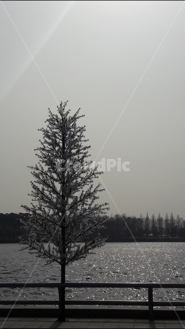 낭만,봄,길,호수공원,나무,식물,자연,plants,nature,나무,trees,wood