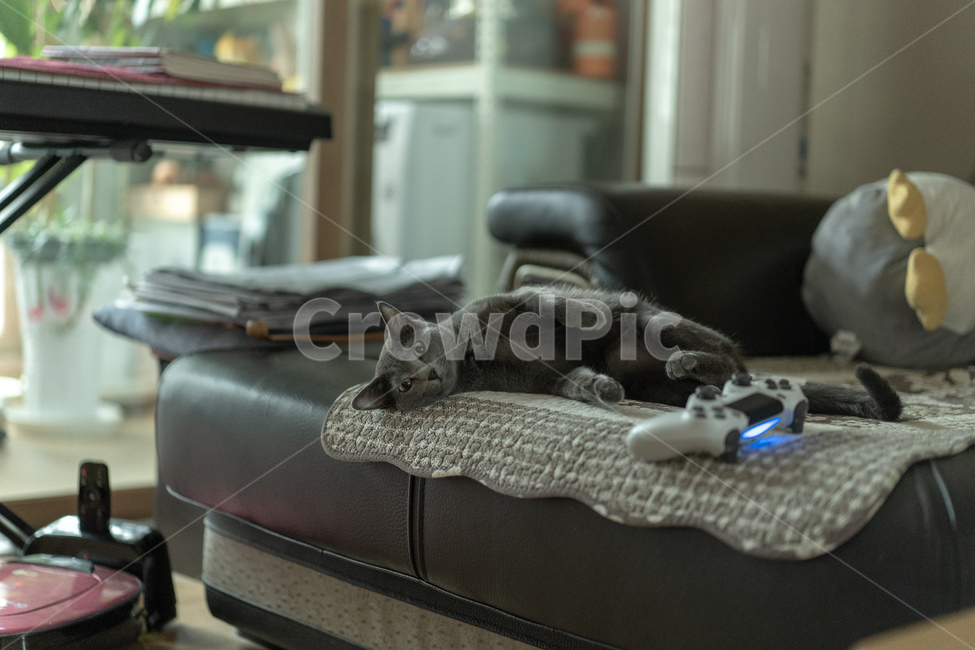 고양이,러시안블루,동물,cat,russianblue,동물,animal,포유류,mammal,고양이,cat,kitten,kitty