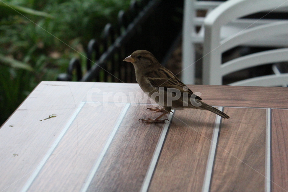 animal,동물,bird,새,sparrow,참새