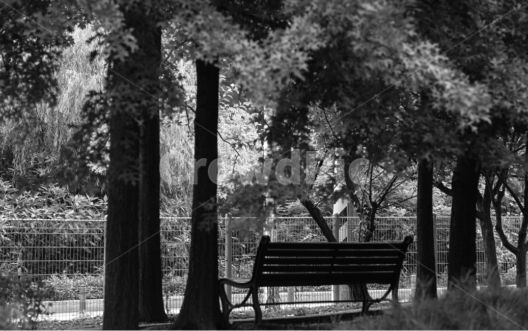 공원,벤치,휴식,의자,나무,자연,풍경,자연,풍경,nature,landscape,휴식,힐링,rest,relaxation,healing,흑백,모노톤,monochrome,black and white,bench