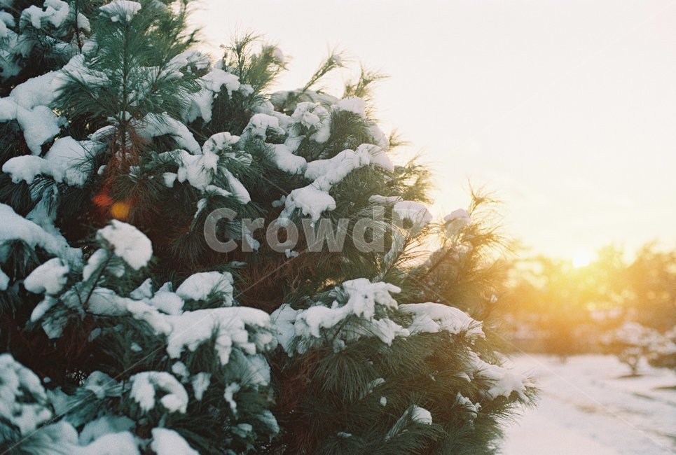눈,나무,빛,소나무,5시,겨울,계절,winter,season,자연,풍경,nature,landscape,tree,plant,식물,fir,전나무