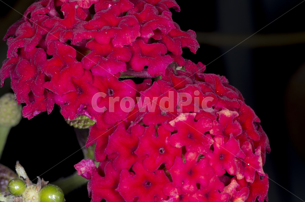 감성,자연,계절,빨간꽃,꽃,열대꽃,열대,꽃잎