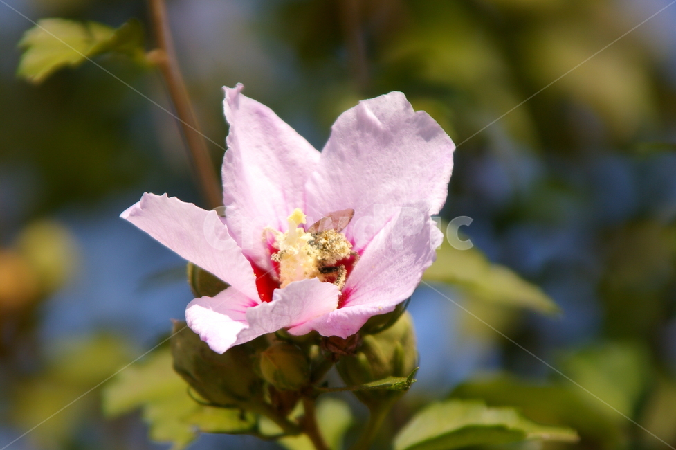 꽃,식물,꽃잎,flower,blossom,무궁화,벌,식물,자연,plants,nature,꽃,flower