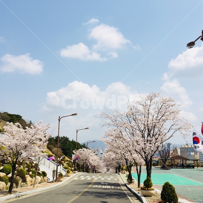 벚꽃,봄,식물,거리,소풍