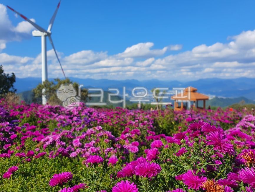 Gamaksan Wind Power Plant,pavilion,octagonal pavilion,spring,sunny,bright,clear,sky,clouds,famous place,red,flower bud,flower field,park,mountain,wind power plant,generator,Gamaksan,asta flower,asta chrysanthemum,wild flower,purple fl