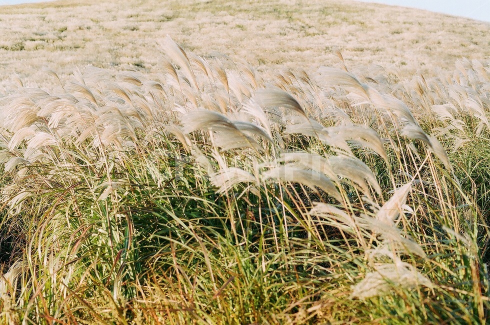 갈대,갈대밭,풍경,뷰,하늘,plant,식물,grass,잔디