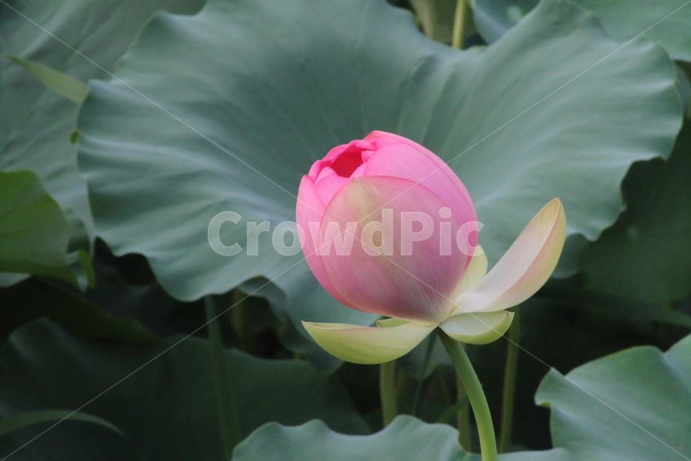연,연꽃,꽃,식물,lotus,식물,자연,plants,nature,꽃,flower