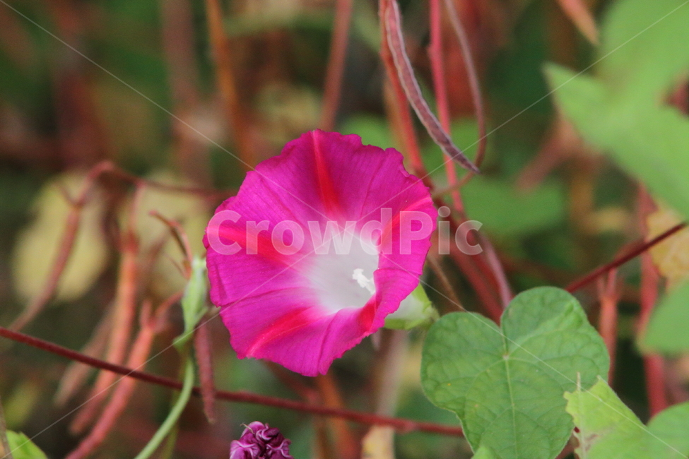 나팔꽃,꽃,식물,야생화,morningglory,식물,자연,plants,nature,꽃,flower