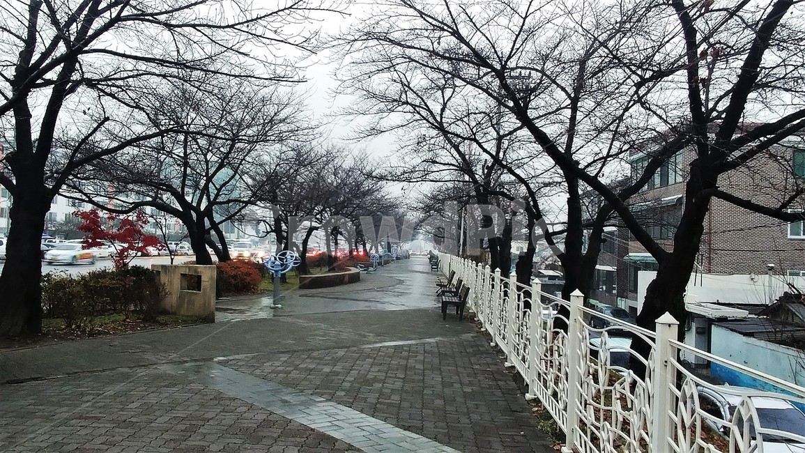겨울비,겨울가로수,겨울거리,겨울풍경,겨울거리풍경,쓸쓸함,path,통로,walkway,보도,sidewalk,pavement,포장,flagstone,판석