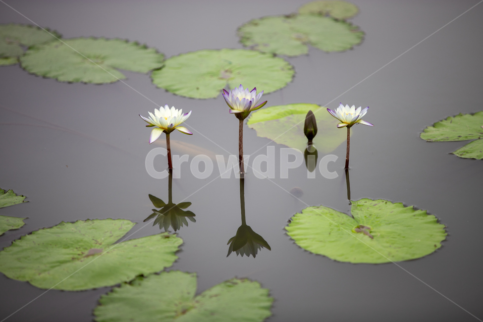 연꽃,수련,연못,여름,꽃,감성,흐린날,연잎,물방울