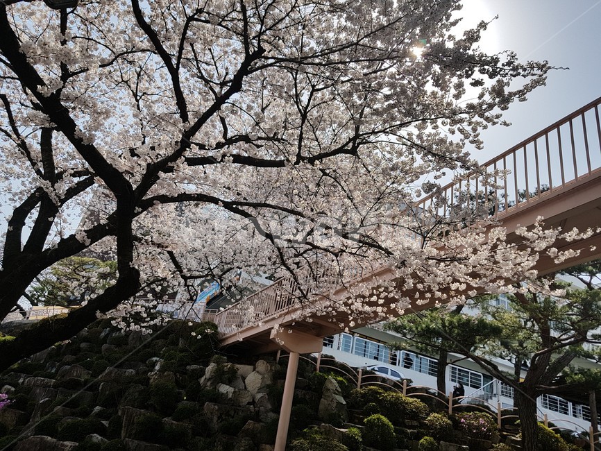 벚꽃,벚꽃나무,벚나무,cherryblossom,orientalcherry,자연,풍경,nature,landscape,식물,plants,꽃,flower,arbour,정자,garden,정원,outdoors,옥외