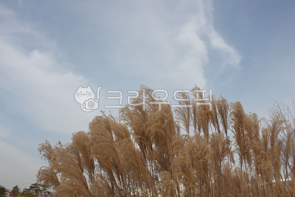lawn, plant, 갈대, 식물, grass, 사진,이미지,일러스트,캘리그라피 - widelake작가