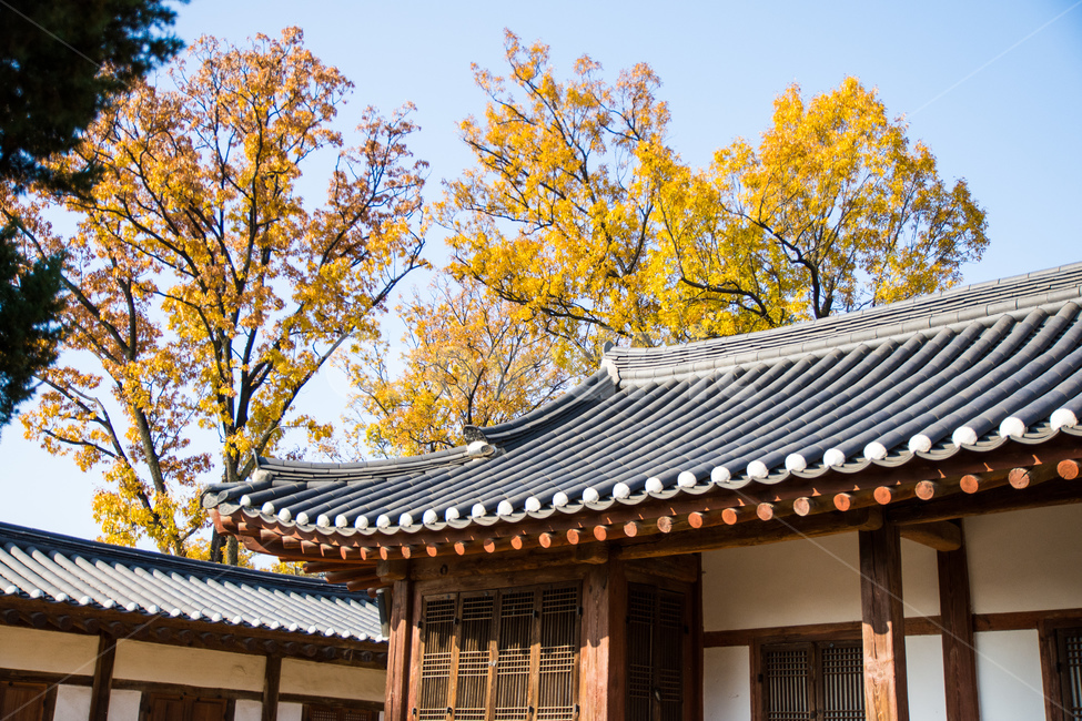 가을,낙엽,기와,융건릉,단풍,하늘,기와집,화성,화성융건릉,유적지,가을풍경,tree,plant,식물,기와지붕,나무,fall,season,시즌,가을분위기,가을배경,계절,행궁,가을시즌,outdoor,아웃도어,옥외,야외,건물,건축물,cololful,컬러풀,전통양식,풍경,landscape,roof,지붕,한국전통,한국문화,korean traditional,korean culture,건축물,건물외관,exterior,building,structure,architecture,construction