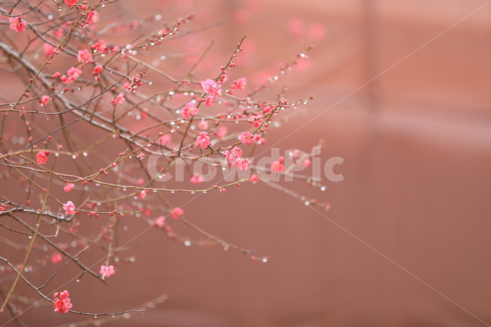 봄꽃,구례,화엄사,홍매화,봄,봄,계절,spring,season,식물,자연,plants,nature,꽃,flower,plant,blossom