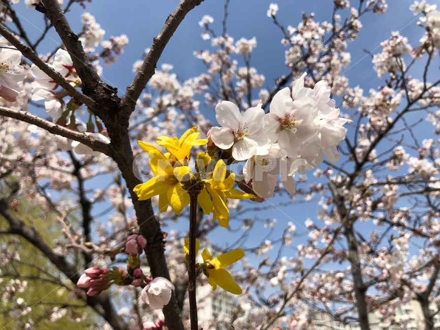 개나리,봄,벚꽃,꽃,봄꽃,사쿠라,나무,벚꽃나무,하늘,nature,yellow,korea,blue,spring,sky,봄나들이,피다,노랑,정원