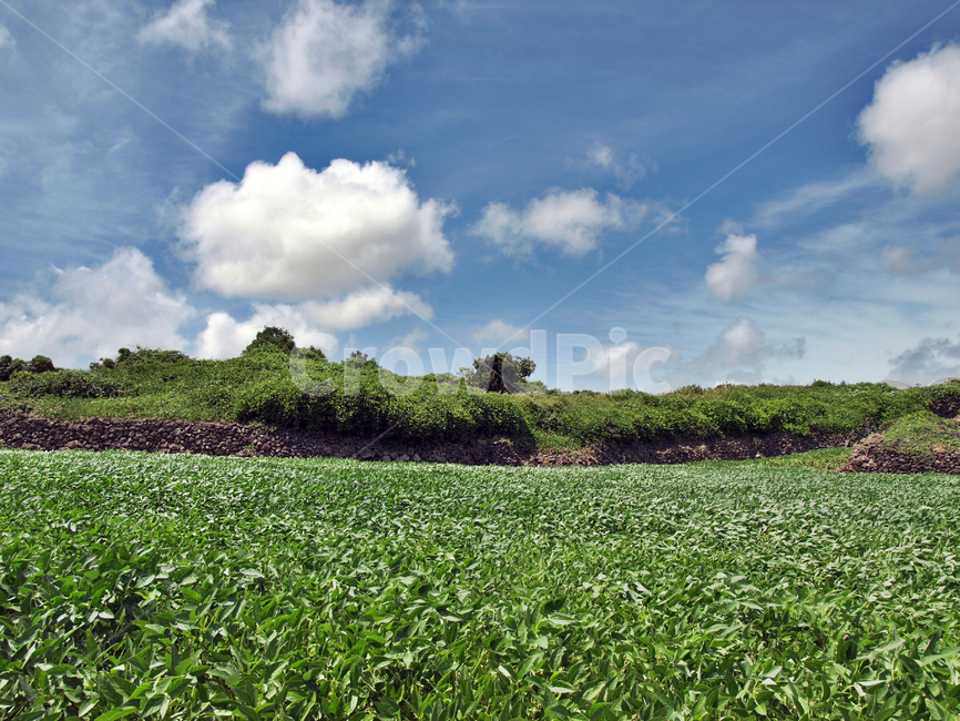 제주,올레15코스,흰구름,푸른하늘,밭,자연,올레,자연,풍경,nature,landscape,제주도,jeju,jeju island,outdoors,옥외,field,들