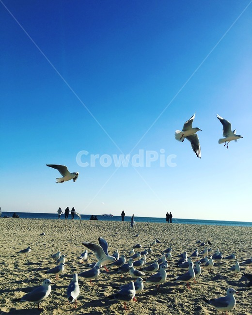 bird,새,갈매기,파란하늘,겨울바다,바다,해변가,bluesky,beach,sea