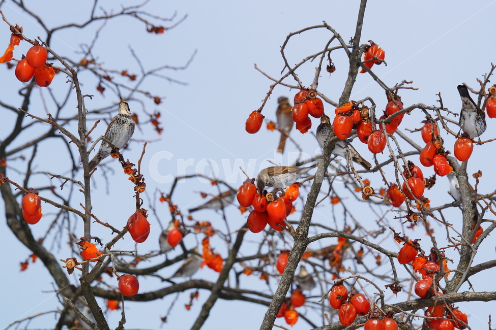 홍시,겨울,조류,새,감,겨울,계절,winter,season,식물,자연,plants,nature,동물,animal,조류,새,birds,과일,열매,fruit