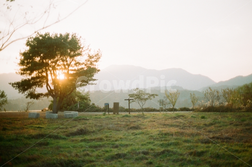 빛,자연,잔디,오후,light