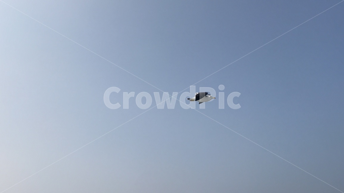 갈매기,하늘,자유,비행,새,bird,sky