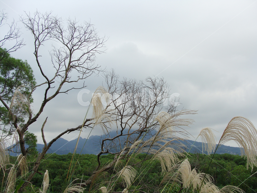 맹그로브숲,갈대,억새,나무,가을,plant,식물,grass,잔디,lawn,beautiful,sky,landscape,scenery,풍경,배경,숲,background,forest,mangrove,silvergrass,reed,늪