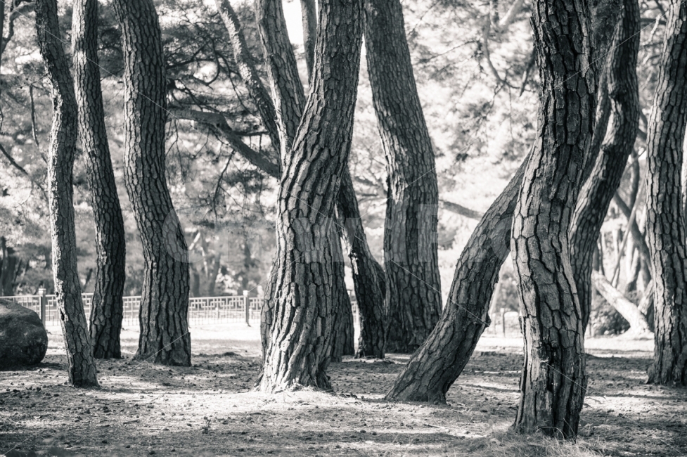 경주,삼릉,신라,소나무,남산,흑백,빛,자연,풍경,nature,landscape,한국자연풍경,한국자연경관,korea nature landscape,식물,plants,나무,trees,wood,흑백,모노톤,monochrome,black and white,plant,tree,tree trunk,나무 줄기