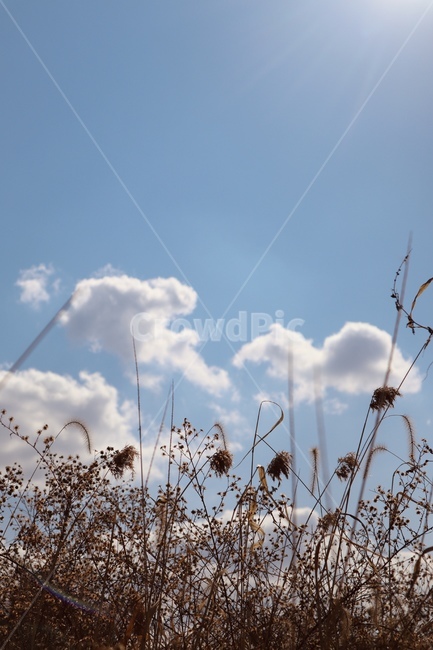 가을,grass,nature,자연,하늘,sky,cloud,갈대,식물,plant
