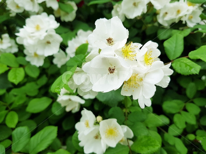야생화,봄향기,비와꽃,찔레꽃,꽃말온화
