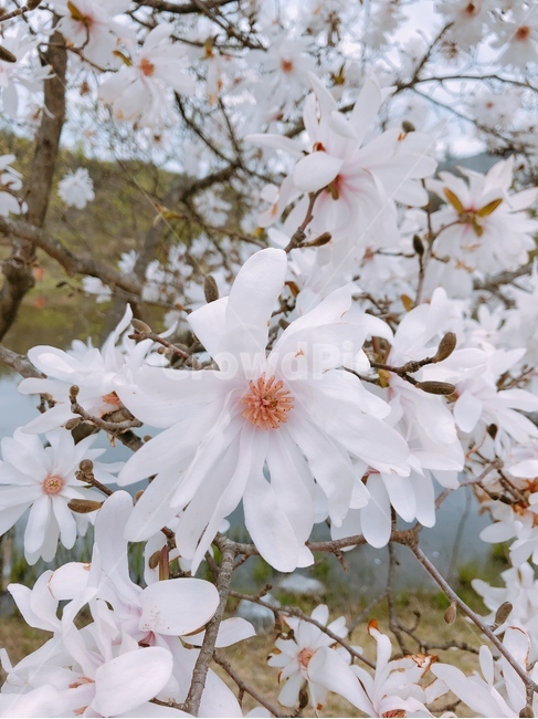 plant,식물,꽃,나무,꽃나무