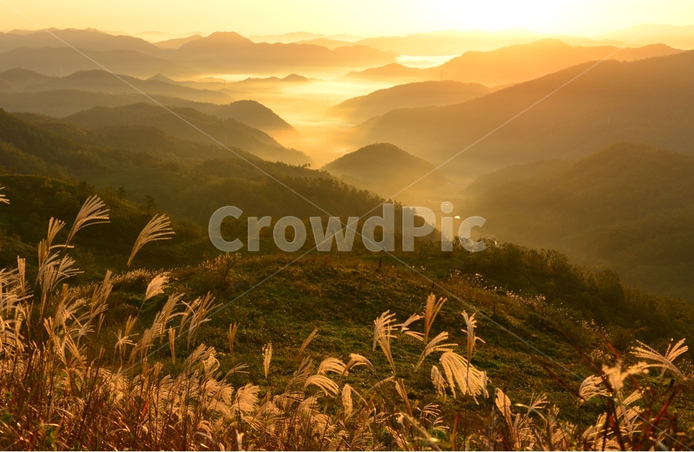 영암,서광목장,활성산,일출,여명,아침,해돋이,억새,nature,자연,outdoors,옥외,mountain,산,운해,mountainrange,산맥,plant,식물,grass,잔디,slope,경사,자연,풍경,nature,landscape,한국자연풍경,한국자연경관,korea nature landscape