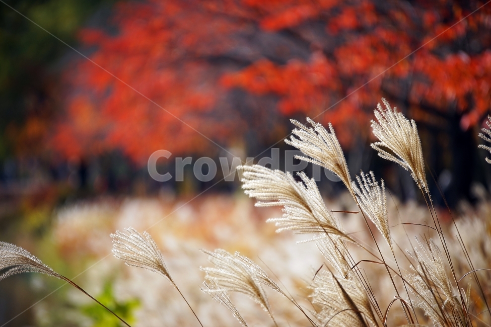 가을,억새,갈대,석촌호수,단풍,가을,계절,fall,autumn,season,식물,자연,plants,nature,감성,sensible,feeling,grass,잔디,plant,lawn