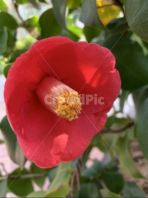 camelia,동백,동백꽃,홑동백,봄동백,식물,자연,plants,nature,꽃,flower