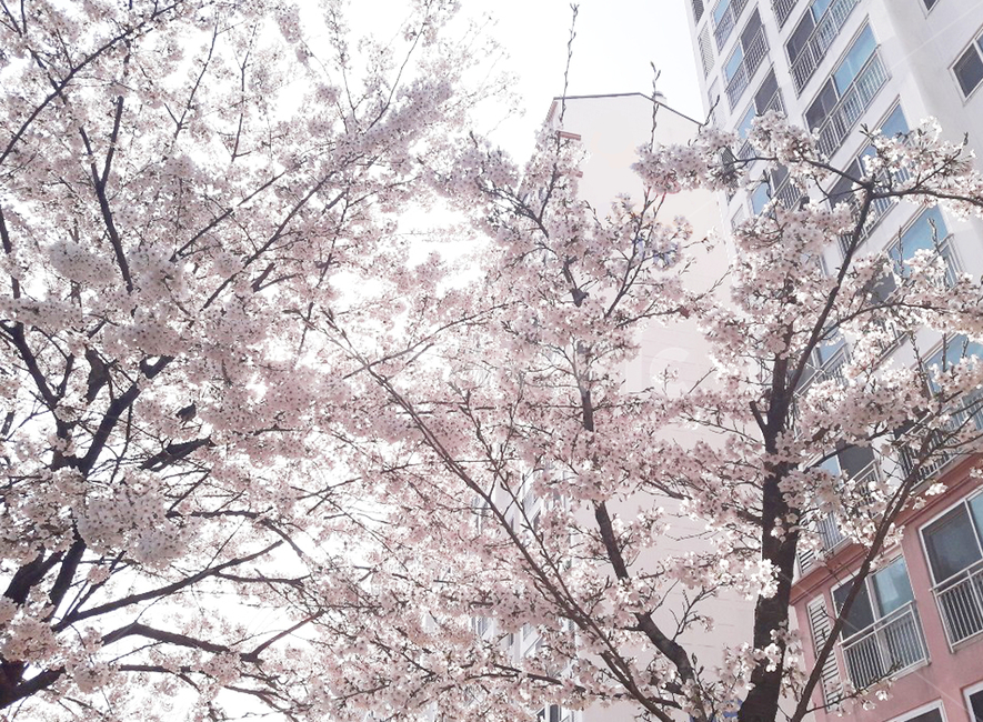 plant,식물,blossom,꽃,flower,봄,spring