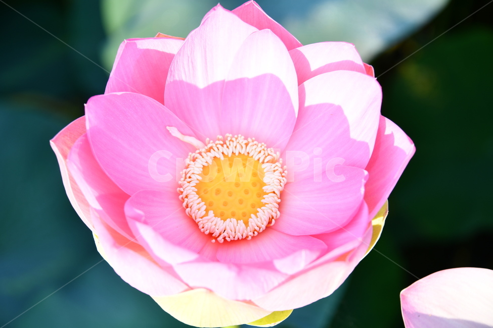 꽃,접사,연꽃밭,식물,자연,plants,nature,flower,분홍색,핑크색,연잎