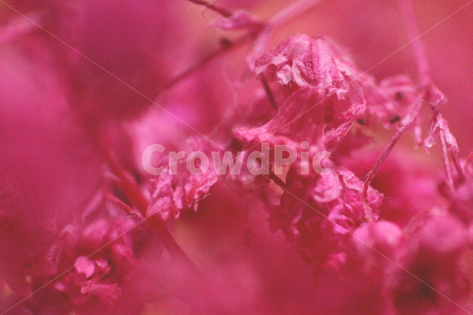 분홍,분홍꽃,꽃,마른,드라이플라워,마른꽃,식물,자연,plants,nature,꽃,flower