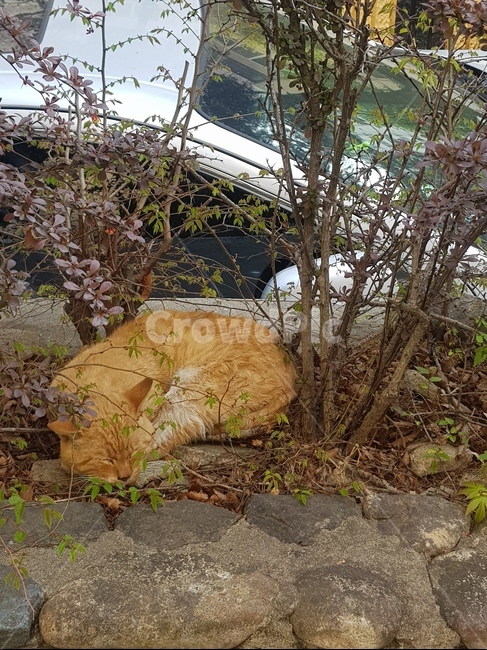 고양이,아파트,길고양이,봄,잠,동물,animal,포유류,mammal,고양이,cat,kitten,kitty