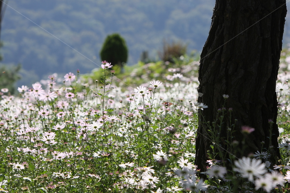 구절초,꽃,꽃무리,흰꽃,감성사진,자연,식물,자연,plants,nature,꽃,flower
